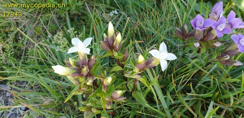 Gentiana campestris - 