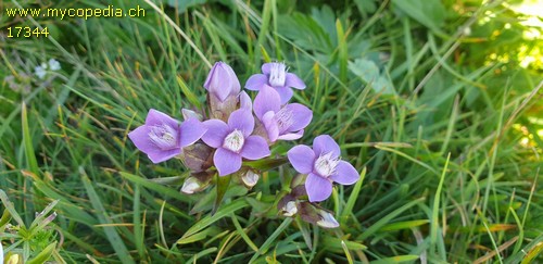 Gentiana campestris - 