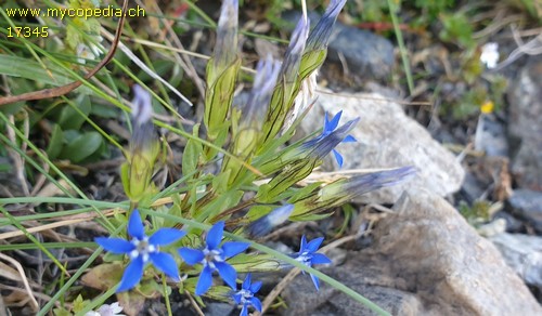 Gentiana nivalis - 