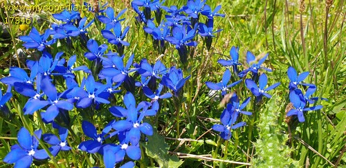 Gentiana verna - 