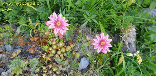 Sempervivum arachnoideum - 