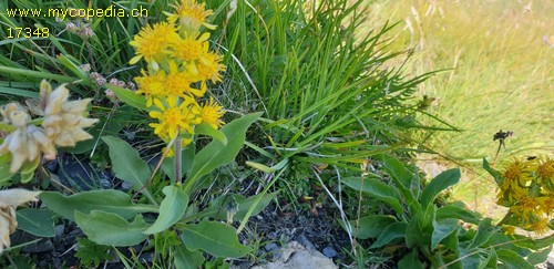 Solidago virgaurea ssp. minuta - 