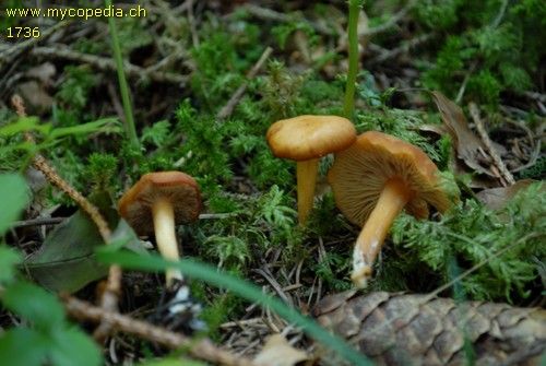 Rhodophana nitellina - 