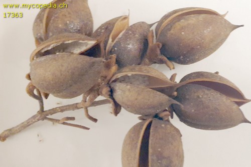 Paulovnia tomentosa - 