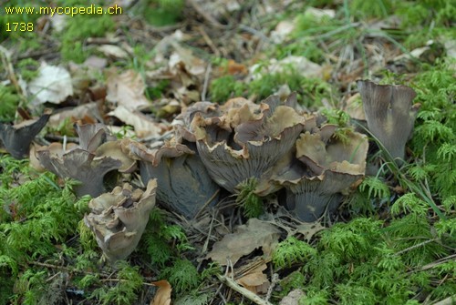 Gomphus clavatus - 