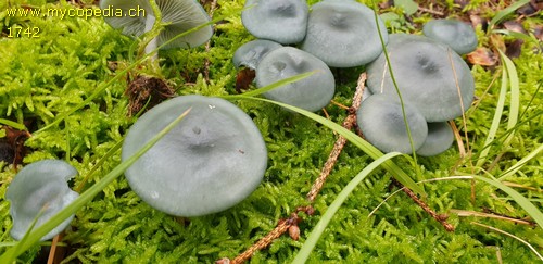 Clitocybe odora - 