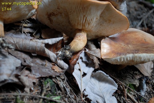 Tricholoma aurantium - 