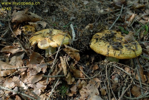 Lactarius zonarius - 