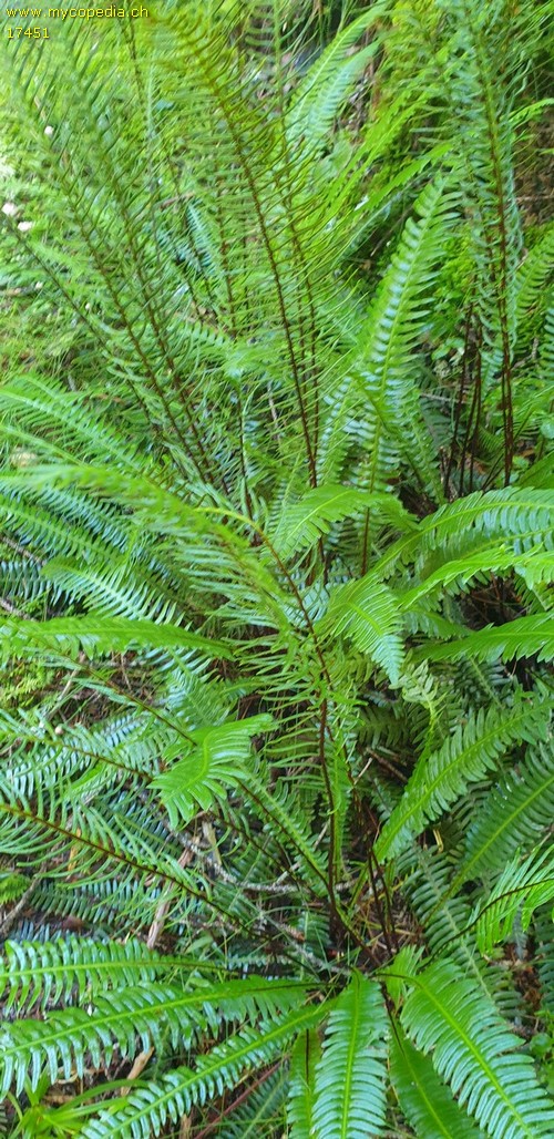 Struthiopteris spicant - 