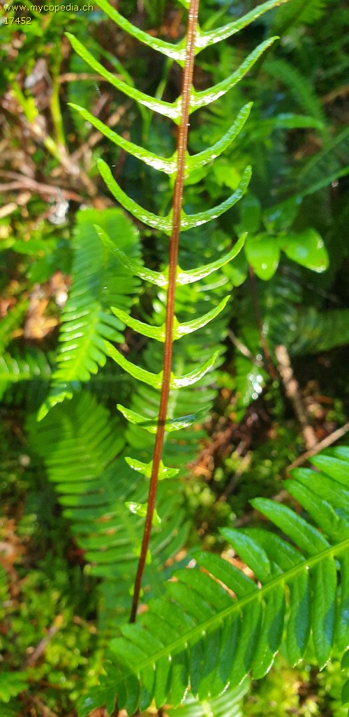 Struthiopteris spicant - 