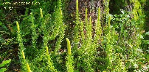 Lycopodium clavatum - 
