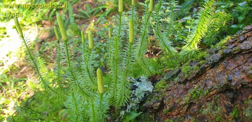 Lycopodium clavatum - 