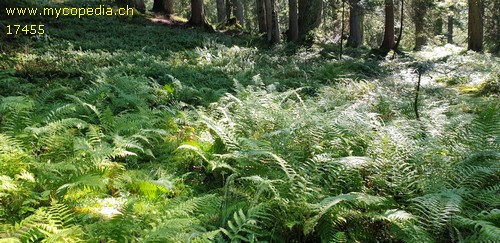 Athyrium filix-femina - 