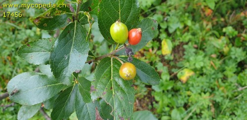 Sorbus chamaemespilus - 