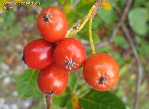 Sorbus chamaemespilus - 
