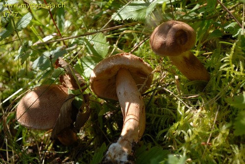 Tricholoma imbricatum - 