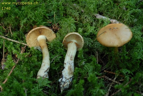 Cortinarius percomis - 