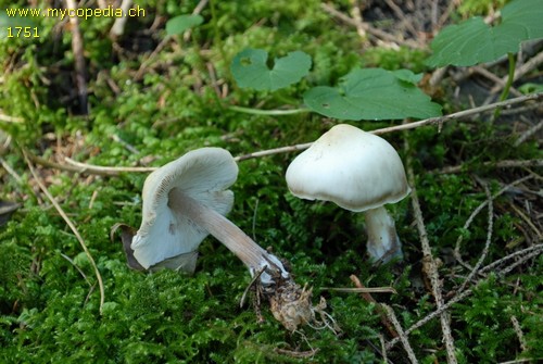 Rhodocollybia butyracea - 