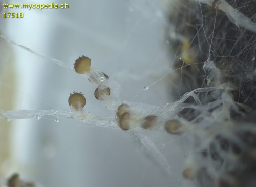 Mucor auf Hasendung - 
