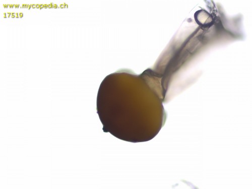 Mucor auf Hasendung - 