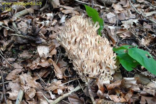 Ramaria obtusissima - 