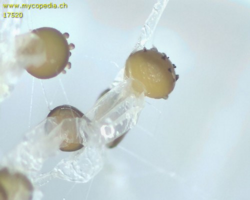 Mucor auf Hasendung - 