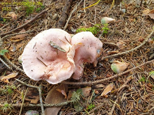 Hygrophorus erubescens - 