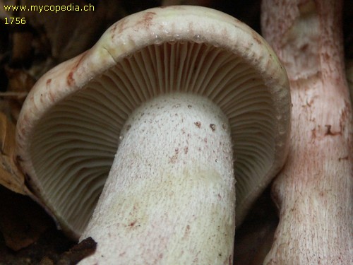 Hygrophorus erubescens - 