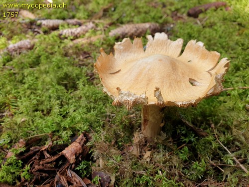 Cortinarius caperatus - 