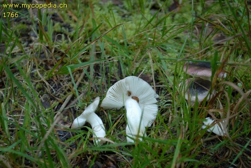 Russula fragilis - 