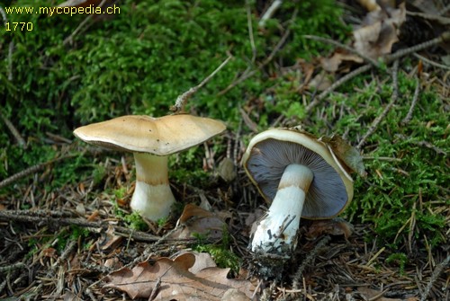 Cortinarius varius - 