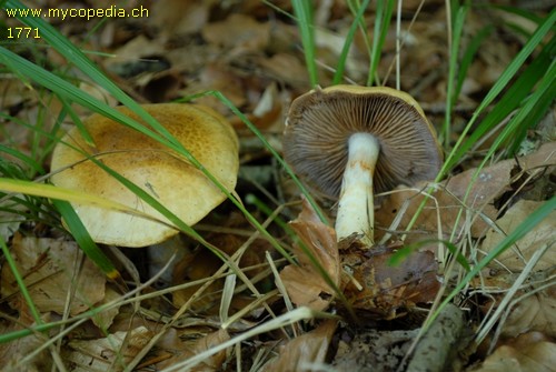 Cortinarius varius - 