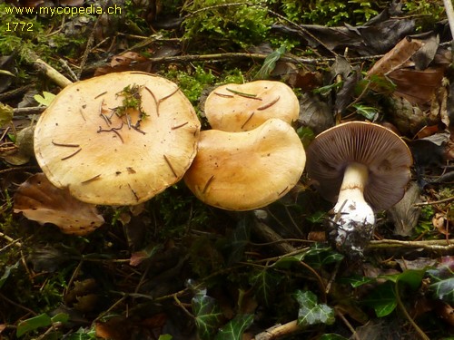 Cortinarius varius - 