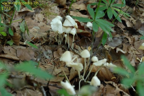 Hemimycena cucullata - 