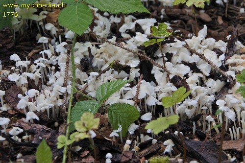 Hemimycena cucullata - 