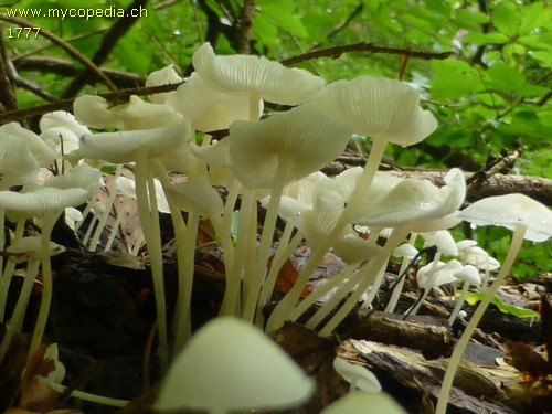 Hemimycena cucullata - 