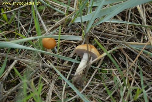 Stropharia coronilla - 