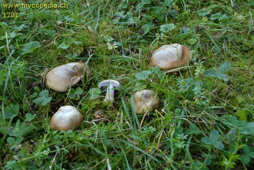 Cortinarius glaucopus var. olivaceus - 