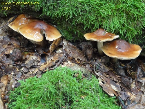 Tricholoma ustale - 