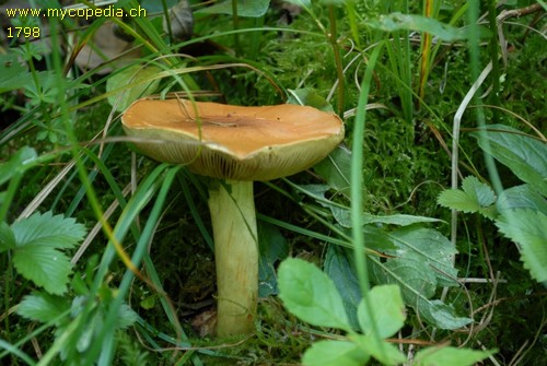 Cortinarius odorifer - 