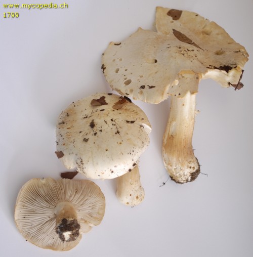 Inocybe fibrosa - 