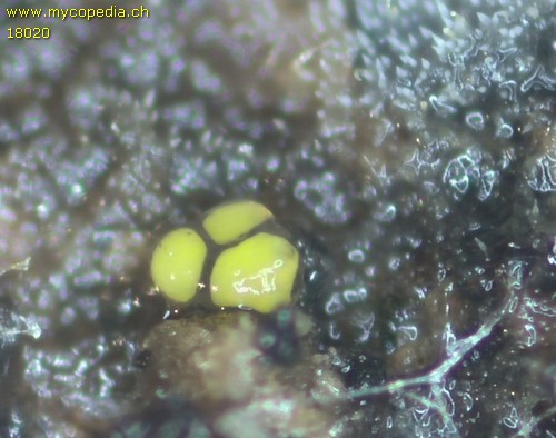 Polyangium sp. - 