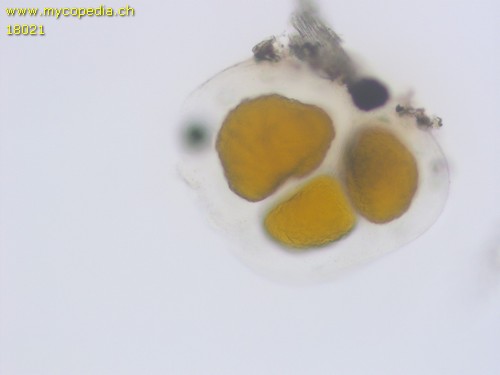 Polyangium sp. - 