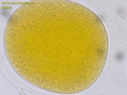 Polyangium sp. - 
