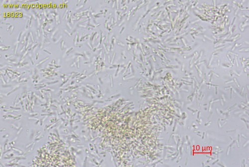 Polyangium sp. - 