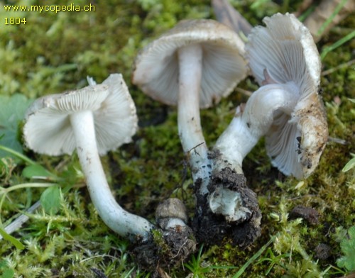 Inocybe haemacta - 