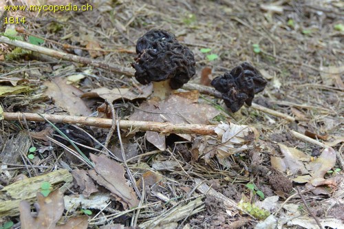 Gyromitra esculenta - 