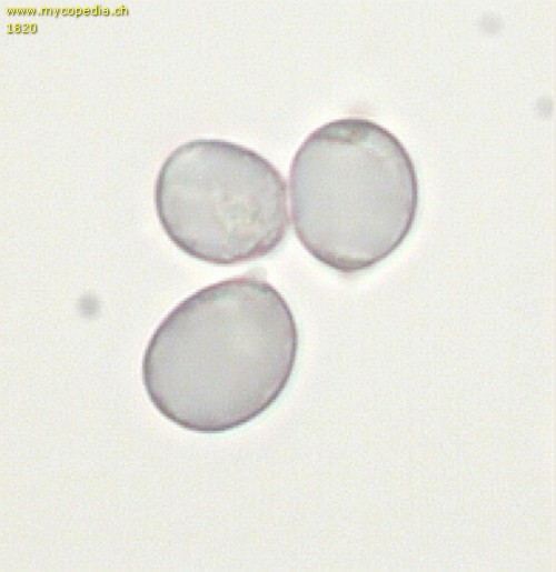 Amanita phalloides - Sporen - Melzers  - 