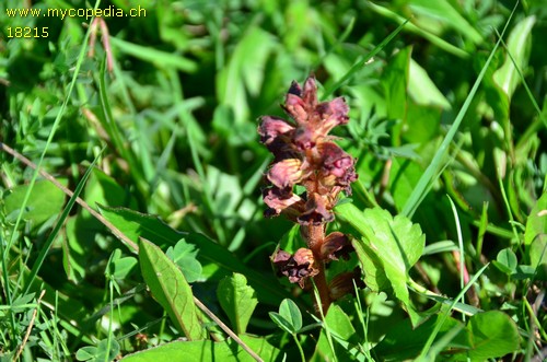 Orobanche gracilis - 