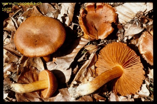 Cortinarius orellanus - 